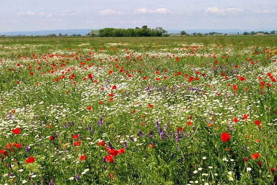 Gasthof Weinzettl Apetlon