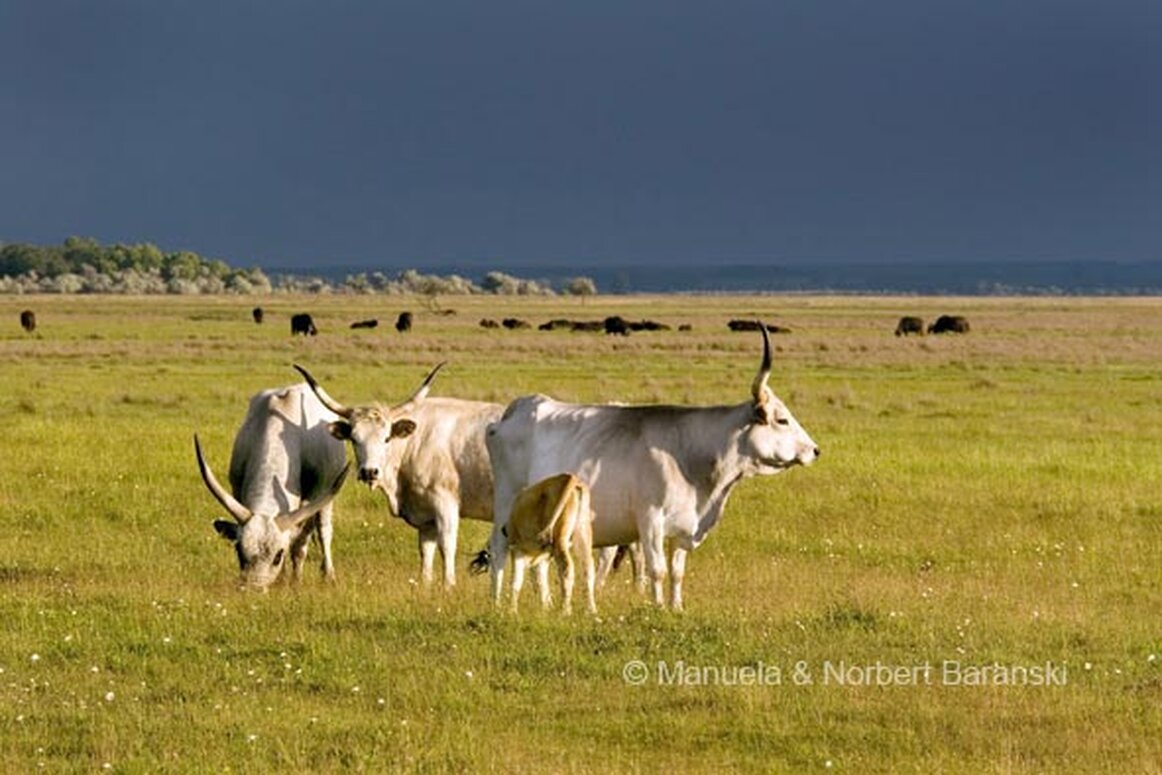 Gasthof Weinzettl Apetlon Gasthof Weinzettl Apetlon