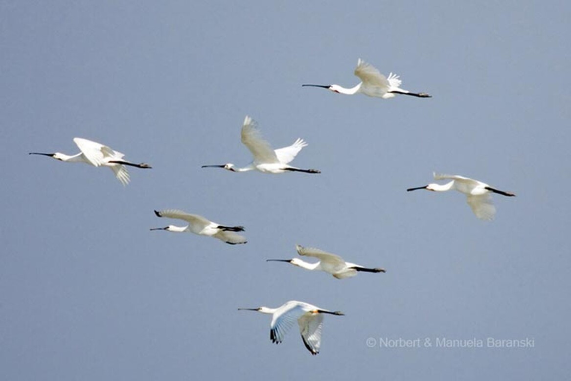 Gasthof Weinzettl Apetlon