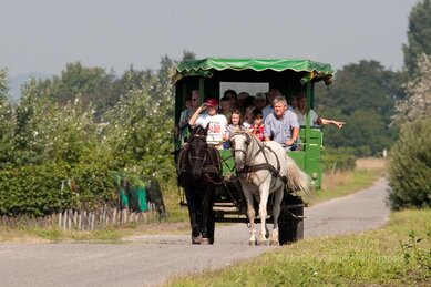 Gasthof Weinzettl Apetlon