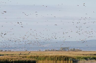 Gasthof Weinzettl Apetlon