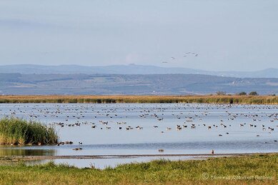 Gasthof Weinzettl Apetlon