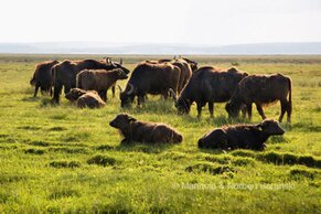 Gasthof Weinzettl Apetlon
