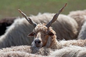 Gasthof Weinzettl Apetlon