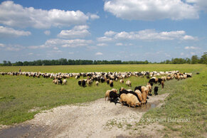 Gasthof Weinzettl Apetlon