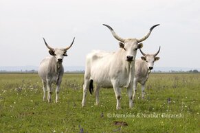 Gasthof Weinzettl Apetlon