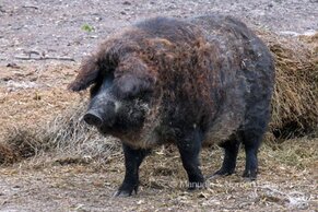 Gasthof Weinzettl Apetlon