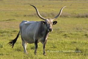 Gasthof Weinzettl Apetlon