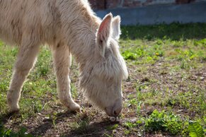 Gasthof Weinzettl Apetlon