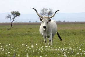 Gasthof Weinzettl Apetlon