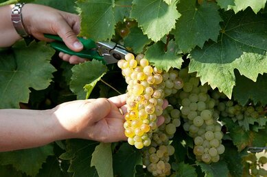 Gasthof Weinzettl Apetlon