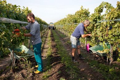 Gasthof Weinzettl Apetlon