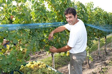 Gasthof Weinzettl Apetlon