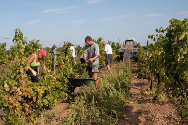 Gasthof Weinzettl Apetlon