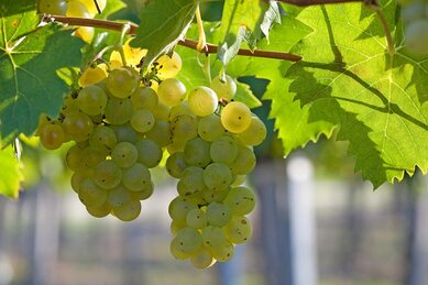 Gasthof Weinzettl Apetlon