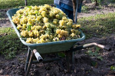 Gasthof Weinzettl Apetlon