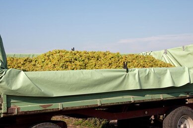 Gasthof Weinzettl Apetlon