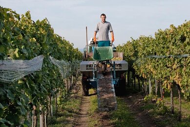 Gasthof Weinzettl Apetlon