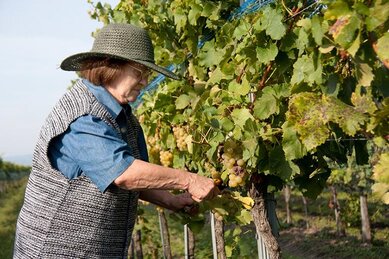 Gasthof Weinzettl Apetlon