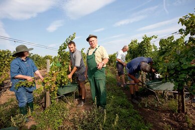 Gasthof Weinzettl Apetlon