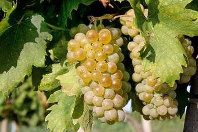 Gasthof Weinzettl Apetlon