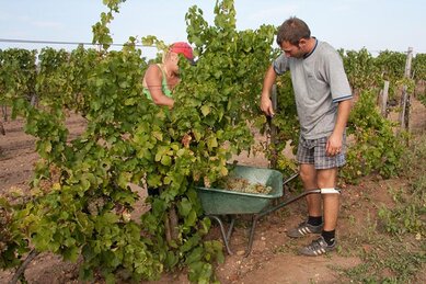 Gasthof Weinzettl Apetlon