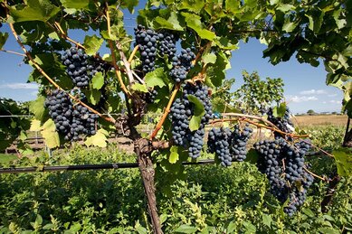 Gasthof Weinzettl Apetlon