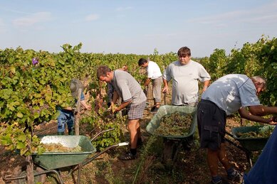 Gasthof Weinzettl Apetlon