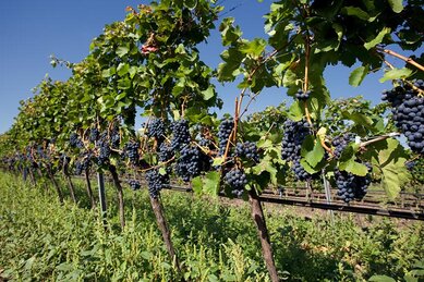 Gasthof Weinzettl Apetlon