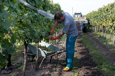 Gasthof Weinzettl Apetlon