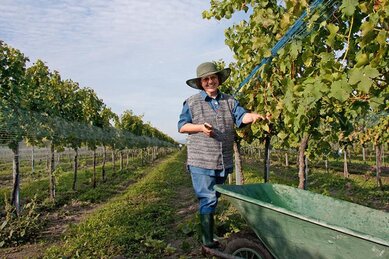 Gasthof Weinzettl Apetlon