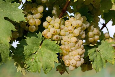 Gasthof Weinzettl Apetlon