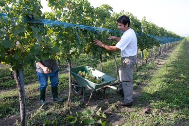 Gasthof Weinzettl Apetlon