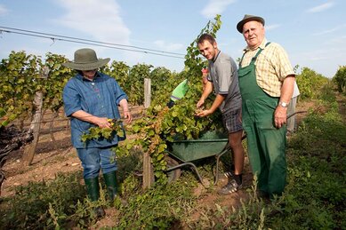 Gasthof Weinzettl Apetlon