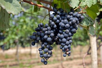 Gasthof Weinzettl Apetlon