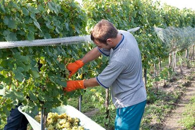 Gasthof Weinzettl Apetlon